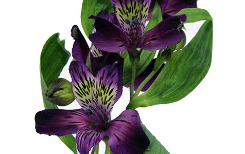 Alstroeméria - Roxa - Black Jack - sunny flowers